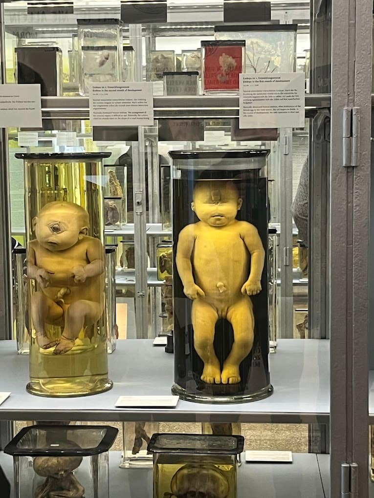 Medizinhistorisches Museum Medizinhistorisches Museum